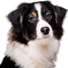 Vely Pups – Australian Shepherd Puppies for sale